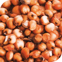 Sorgo