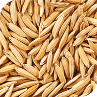 Arroz Paddy